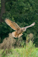Naklejka premium A Eurasian Eagle Owl or Eagle Owl. Flies into the forest with spread wings and open mouth. Looking for food in the grass. With orange eyes. Seen from the front