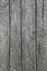 Gray weathered boards - vertical old wood texture background close up village style