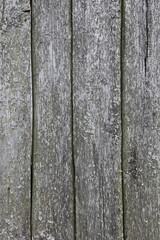 Naklejka premium Gray weathered boards - vertical old wood texture background close up village style