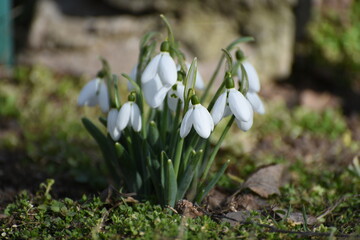 Fototapeta premium Close-up snowdrops in spring,photo