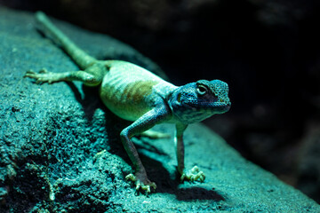 Sinai agama (Pseudotrapelus sinaitus, formerly Agama sinaita) on a rock at night jumping off.