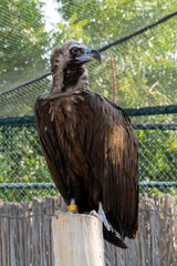 A cinereous vulture (Aegypius monachus) close up in captivity showing feathers and beak. Also called black vulture, monk vulture, or Eurasian black vulture.