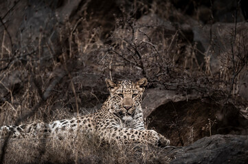 Fine art image of Indian wild male leopard or panther portrait with eye contact during outdoor safari at forest of central india - panthera pardus fusca