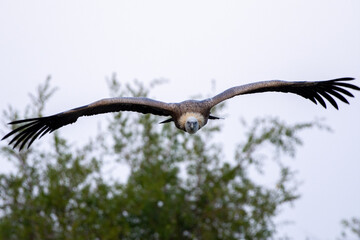 A close up of a lappet-faced vulture or Nubian vulture (Torgos tracheliotos) flying through the trees with huge wingspan.