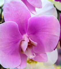 Flower of delicate lilac exotic orchid