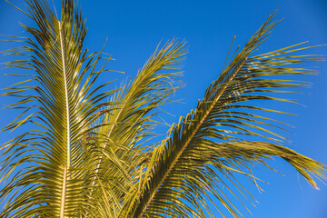 Palm tree Blue sky Ala Moana beach prak, Honolulu  Oahu island Hawaii | Plants Nature Landscape