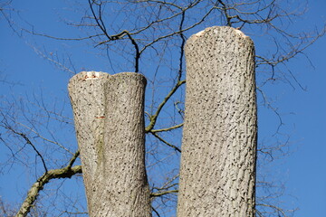Abgesägter Baumstamm mit abgesägten Ästen, Deutschland, Europa