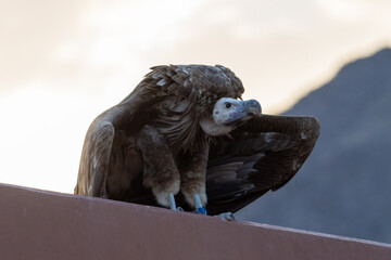 A close up of a large lappet-faced vulture or Nubian vulture (Torgos tracheliotos) perched with wings spread.	