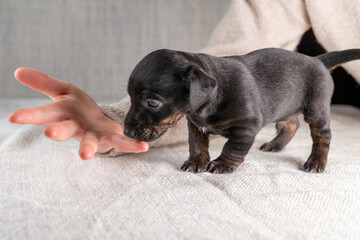 Five week old Jack Russel puppy in brindle color. Little dog plays with the fingers of a woman's...