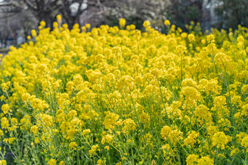 まっ黄色で鮮やかな菜の花畑