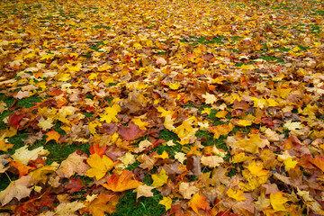 Boden mit herbstlich gefärbten Blättern