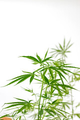 Obraz premium Cannabis seedlings are cultivated and used to extract cannabis oil to aid in the treatment of certain diseases in which patients cannot be treated with drugs.