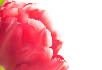 Texture of the petals of a red peony tulip close-up on a white background, macro, abstraction, copy space