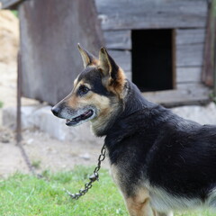 Mongrel dog side portrait on chain on old weathered wooden kennel background on rural backyard at summer day