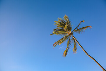 Obraz na płótnie Canvas Palm tree Blue sky Ala Moana beach prak, Honolulu Oahu island Hawaii | Plants Nature Landscape