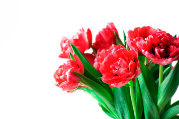 Beautiful bouquet of peony red tulips close-up on a white background, horizontal orientation, copy space