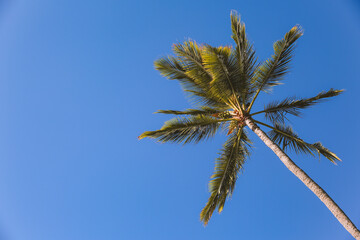 Obraz na płótnie Canvas Palm tree Blue sky Ala Moana beach prak, Honolulu Oahu island Hawaii | Plants Nature Landscape