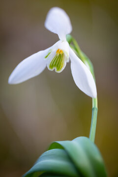 Macro de un galanto o campanilla de invierno (Galanthus nivalis), Pirineo catal&aacute;n, Girona, Catalunya, Espa&ntilde;a. 