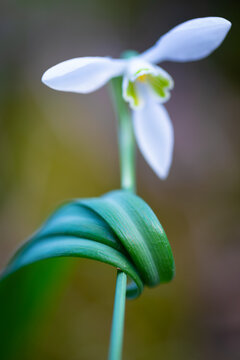 Macro de un galanto o campanilla de invierno (Galanthus nivalis), Pirineo catal&aacute;n, Girona, Catalunya, Espa&ntilde;a. 