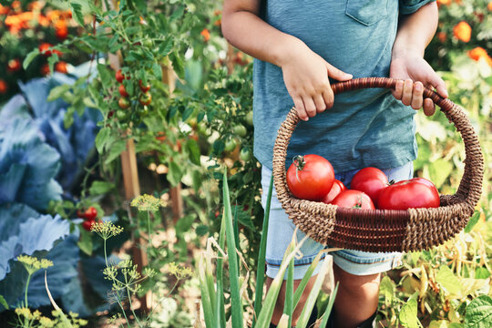 Front view of child holding wicker basket with ripe tomatoes