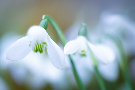 Macro de un galanto o campanilla de invierno (Galanthus nivalis), Pirineo catal&aacute;n, Girona, Catalunya, Espa&ntilde;a. 