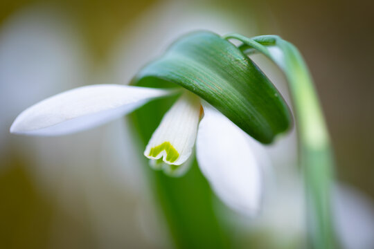 Macro de un galanto o campanilla de invierno (Galanthus nivalis), Pirineo catal&aacute;n, Girona, Catalunya, Espa&ntilde;a. 