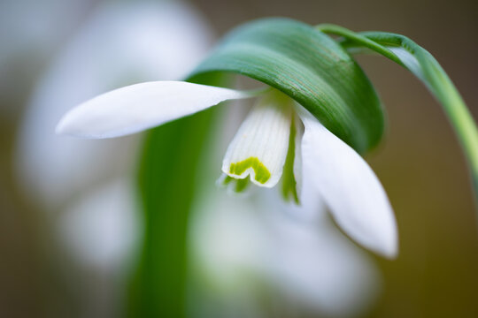 Macro de un galanto o campanilla de invierno (Galanthus nivalis), Pirineo catal&aacute;n, Girona, Catalunya, Espa&ntilde;a. 