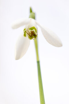 Macro de un galanto o campanilla de invierno (Galanthus nivalis), Pirineo catal&aacute;n, Girona, Catalunya, Espa&ntilde;a. 