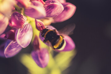 Bee gathering nectar from a flower in the garden