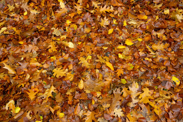 Boden mit herbstlich gefärbten Blättern