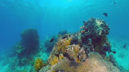 Naklejka na ściany i meble Tropical Fish Corals Marine Reef. Underwater Sea Tropical Life. Tropical underwater sea fishes. Underwater fish reef marine. Tropical colorful underwater seascape. Panglao, Bohol, Philippines.