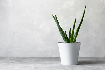 An aloe vera plant in a modern pot on a gray background. The concept of minimalism