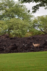 雨の後、ハワイ島のホテルの庭に現れた野生動物