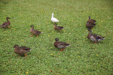 Ducks at Ho’omaluhia Botanical Garden, Oahu Hawaii
