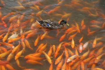 Fish at Ho’omaluhia Botanical Garden, Oahu Hawaii
