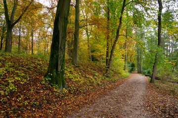 Obraz premium Weg durch den Herbstwald, Nordrhein-Westfalen, Deutschland, Europa