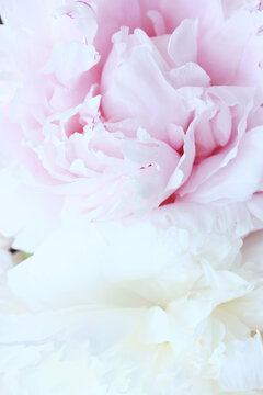 pink and white soft peony flowers close up © Iveta