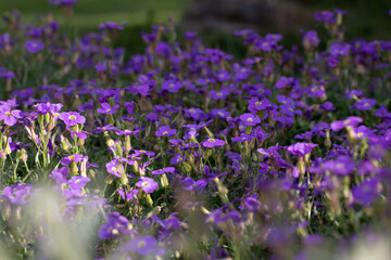 Naklejka premium Small Purple Flower Field in Garden in Latvia