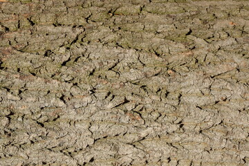 Baumrinde, Borke mit Schatten, Holztextur, Hintergrund, Deutschland, Europa
