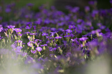 Small Purple Flower Field in Garden in Latvia. Summer blooms in the garden