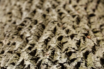 Baumrinde, Borke mit Schatten, Holztextur, Hintergrund, Deutschland, Europa