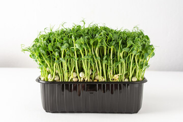 Sprouted pea sprouts in a plastic box on a white background, organic healthy microgreens