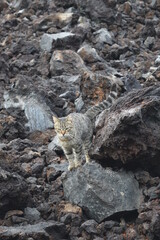 ハワイ島の岩場の山猫