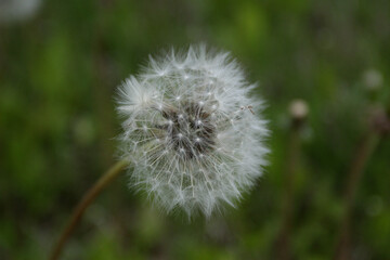 dandelion on green background