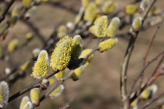 Close-up of Goat Willow or Salix caprea tree with yellow flowers on early springtime