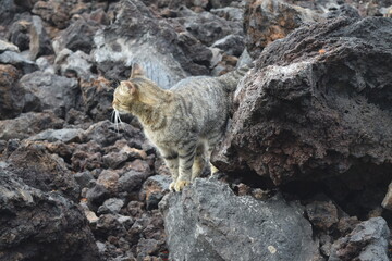 ハワイ島の山猫 © C.Y.やまざきちよこ