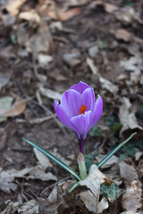 Flowering purple crocus plant .Springtime flowers on selective focus