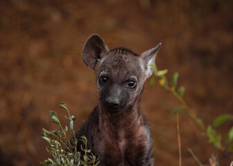 Obraz premium Spotted Hyena Cub in the bush of Kruger National Park, South Africa. December 2020