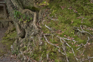 法面に杉の大木の根が這っている様子