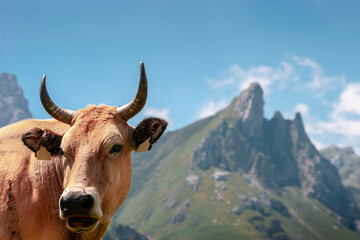 Close-up of a Cow in the mountains of Somiedo, Asturias, Spain.The photograph is a horizontal shot and has a blur of the mountains in the background.